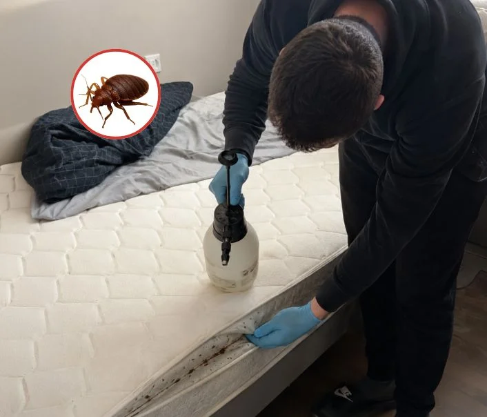 Technicien traitant un matelas contre les punaises de lit à Dugny